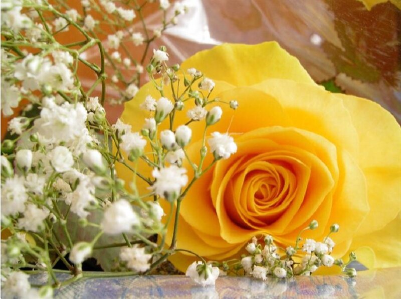 Yellow Rose with Baby's Breath — Calm, Photograph