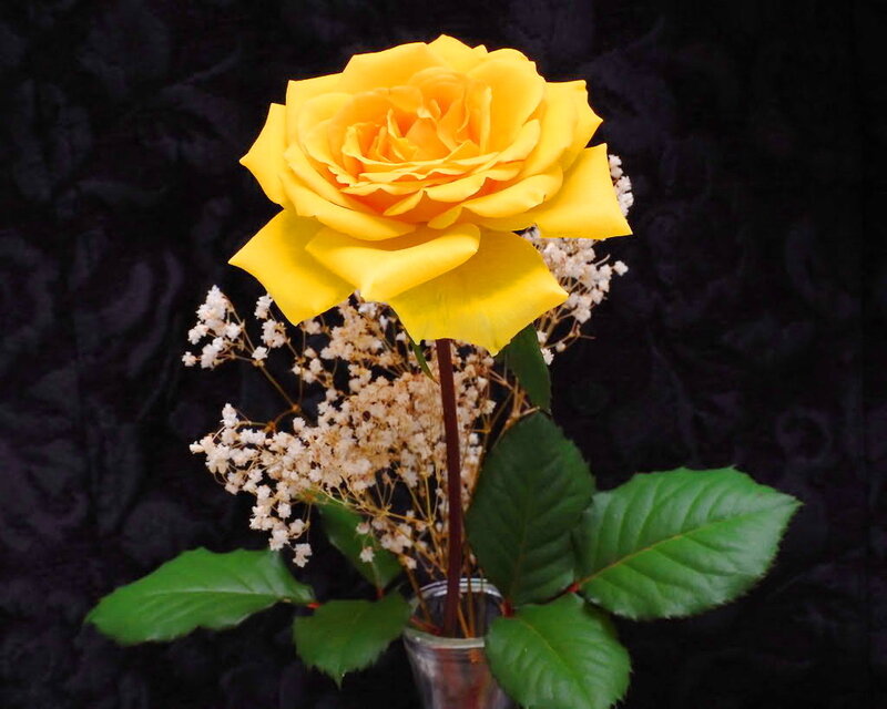 Yellow Rose with Baby's Breath — Dramatic