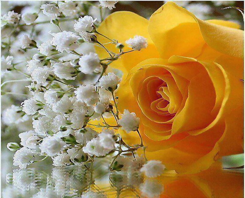 Yellow Rose with Baby's Breath — Serene, Photograph