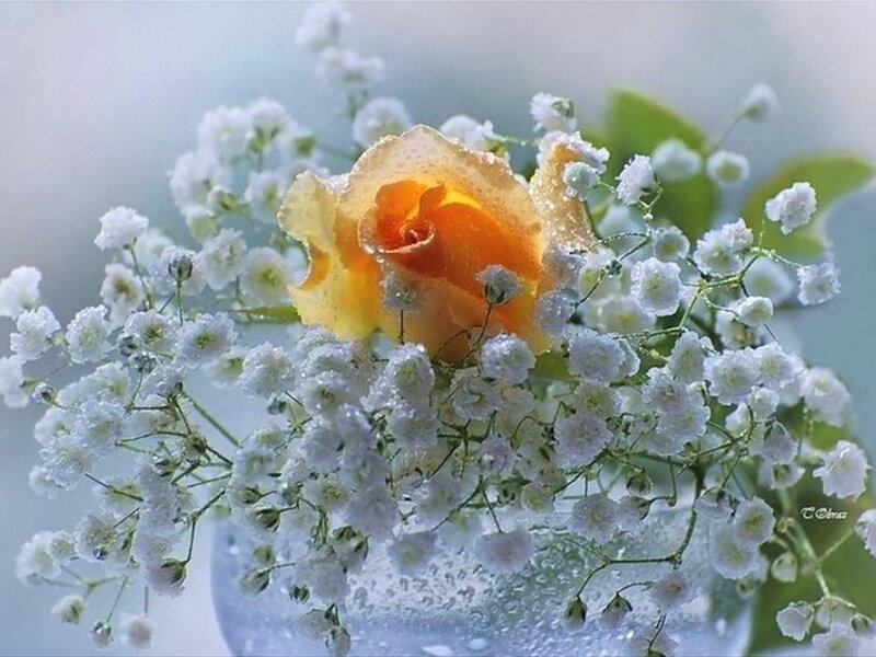 Yellow Rose with Baby's Breath — Serene