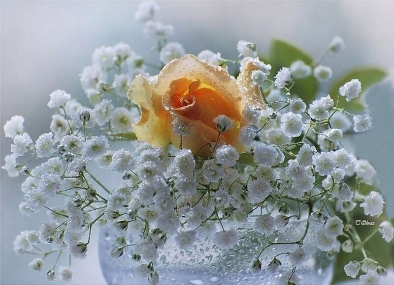 Yellow Rose with Baby's Breath — White