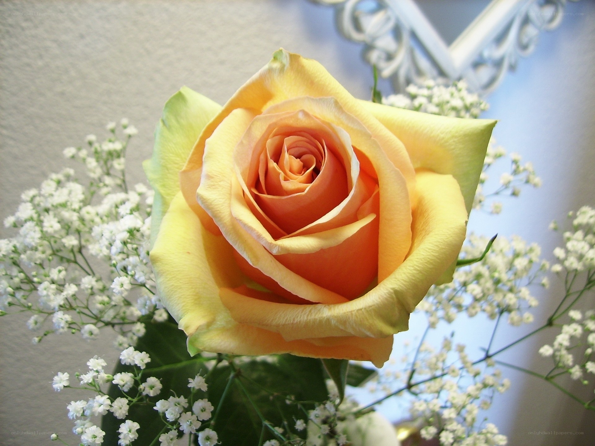 yellow rose with baby's breath