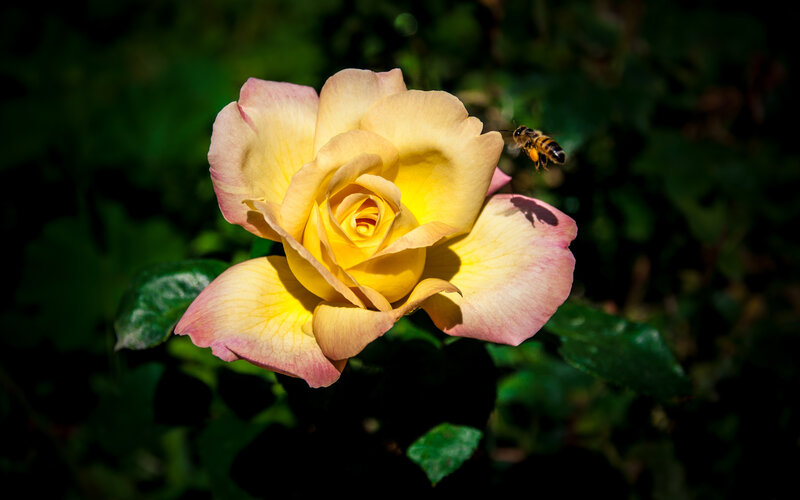 Yellow Rose with Bee — Natural