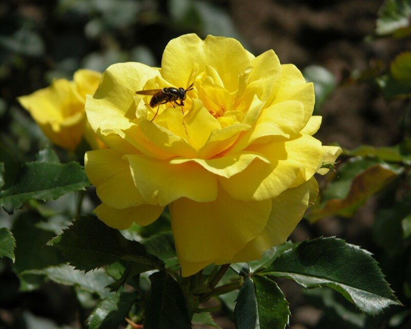 Yellow rose with bee
