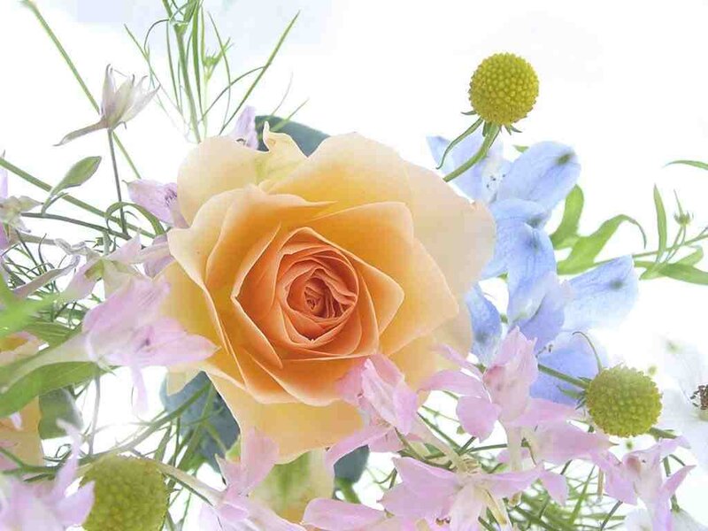 yellow rose with blue and pink flowers