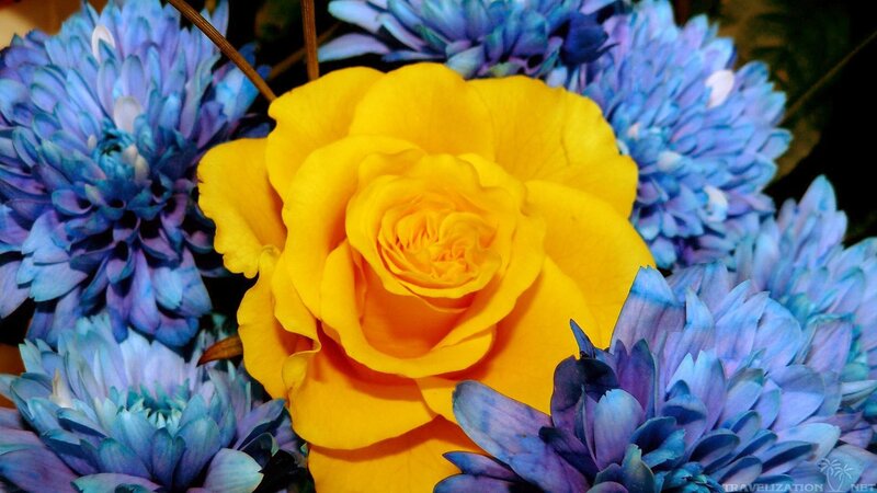 Yellow Rose with Blue Flowers