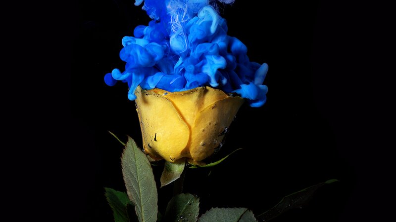 Yellow Rose with Blue Ink