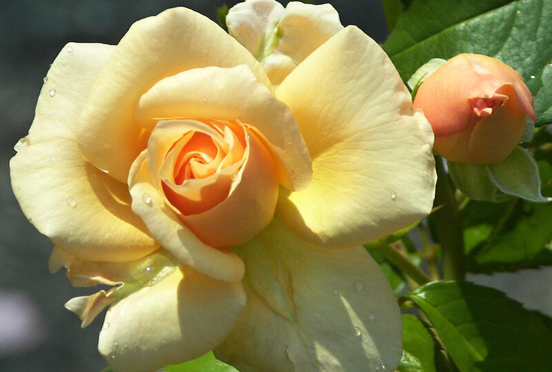 Yellow Rose with Bud — Serene