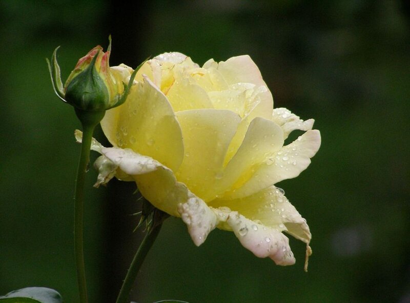 Yellow Rose with Bud