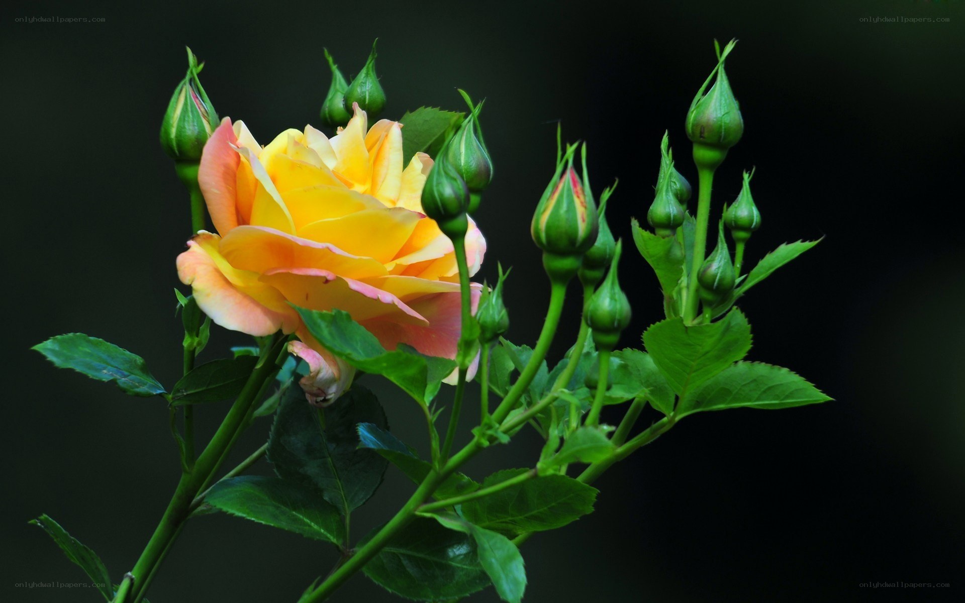 Yellow rose with buds