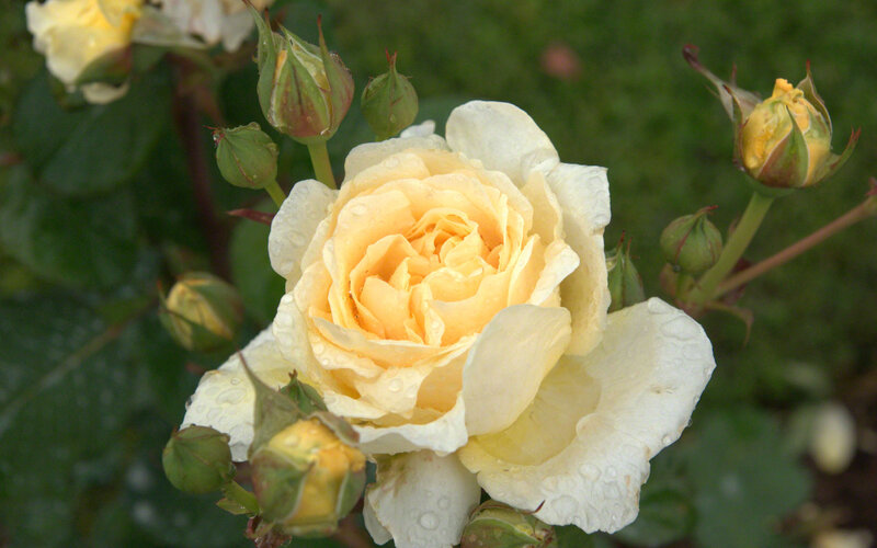 Yellow Rose with Buds — Calm, Morning