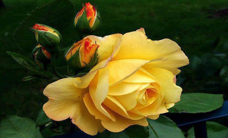 Yellow Rose with Buds — Calm, Photograph