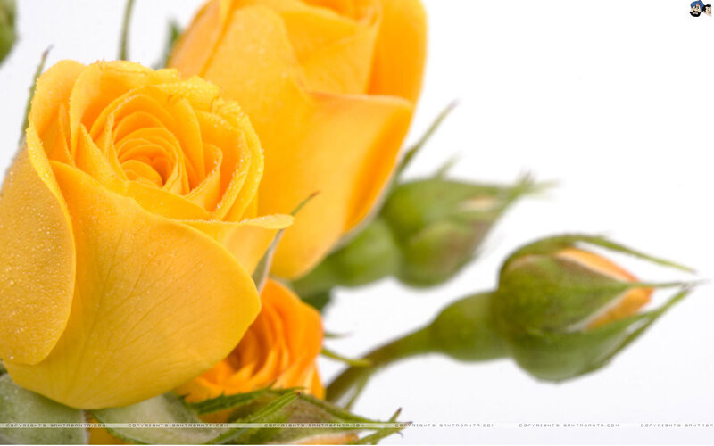 Yellow Rose with Buds — Calm
