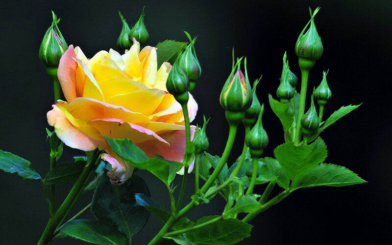 Yellow Rose with Buds — Dramatic