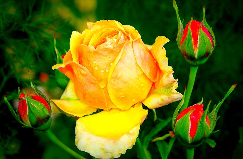 Yellow Rose with Buds — Natural, Afternoon