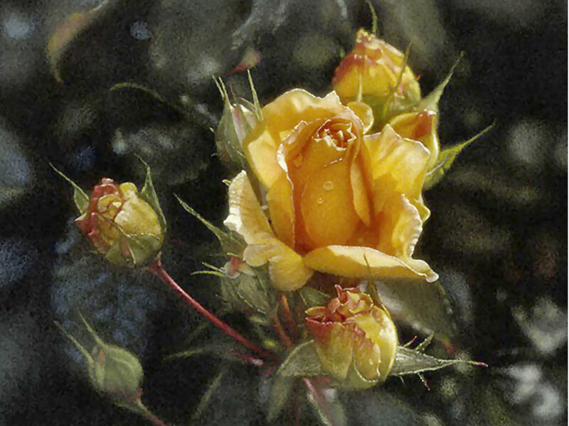 Yellow Rose with Buds — Natural