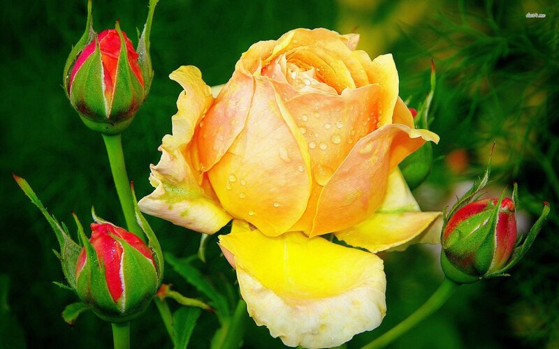 Yellow Rose with Buds — Serene, Morning, Photograph, Green Leaves