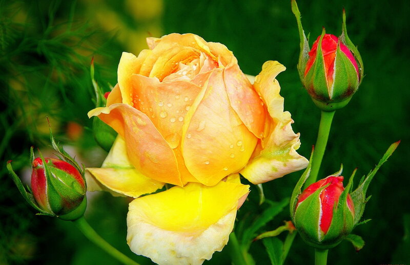 Yellow Rose with Buds — Serene, Morning
