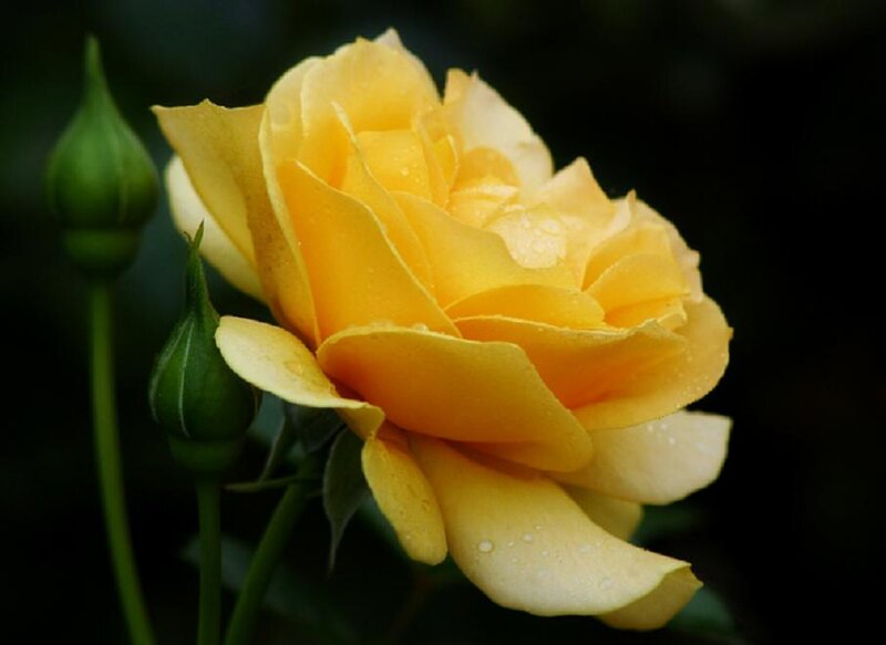 Yellow Rose with Buds — Serene