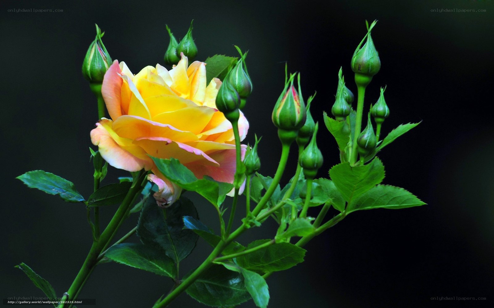 Yellow rose with buds