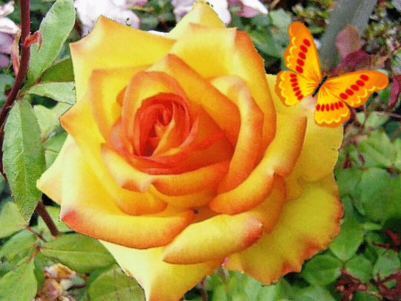 Yellow Rose with Butterfly — Calm