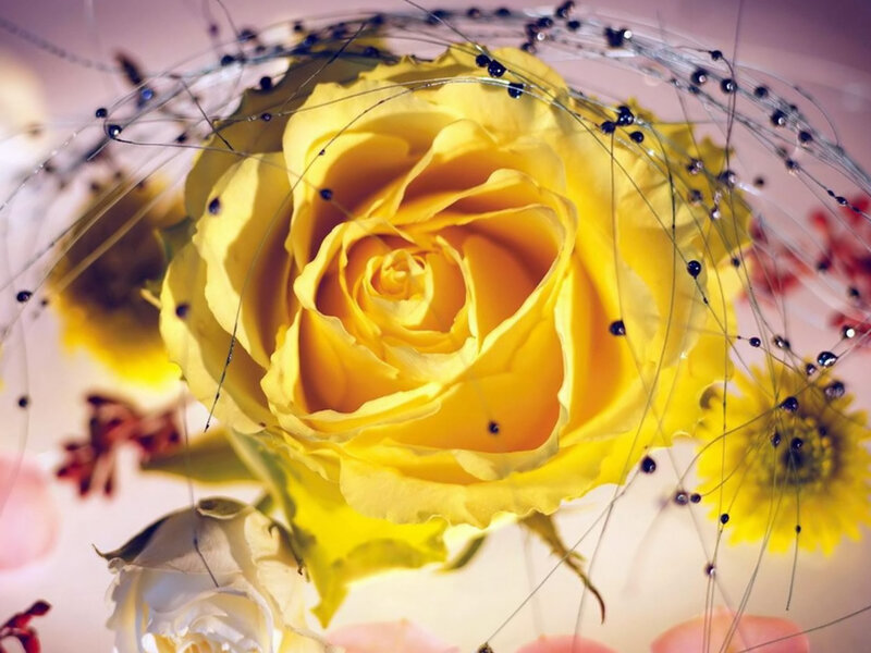 yellow rose with decorative elements
