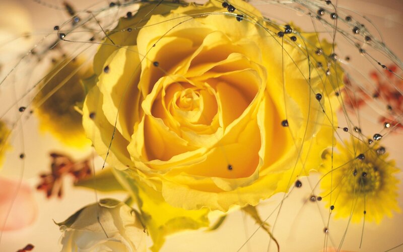 Yellow rose with decorative wires