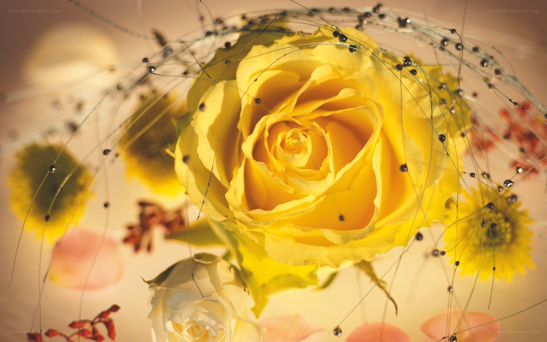 Yellow rose with decorative wires