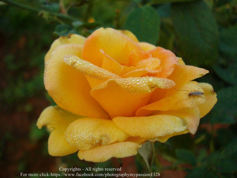 Yellow Rose with Dew — Calm, Morning, Photograph, Dew Drops, Mosquito
