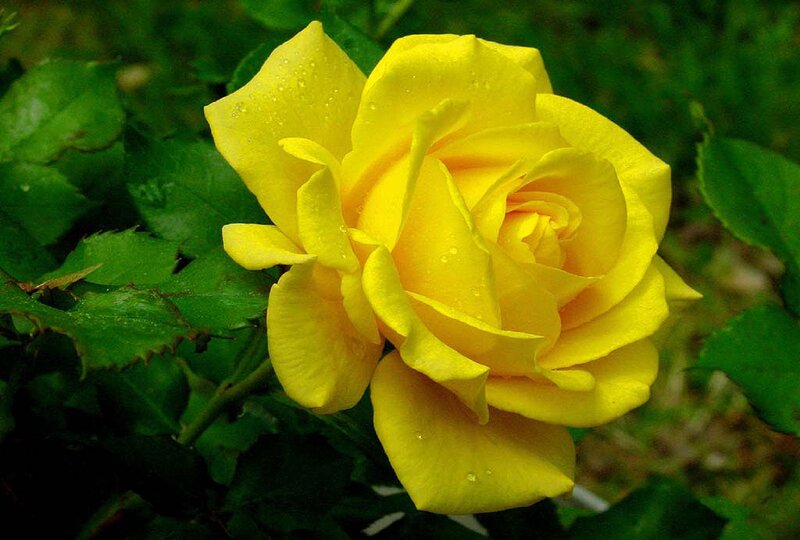 Yellow Rose with Dew — Calm, Morning, Photograph, Leaves