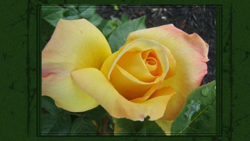 Yellow Rose with Dew — Calm, Morning, Photograph