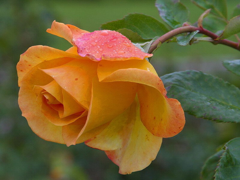 Yellow Rose with Dew — Calm, Morning