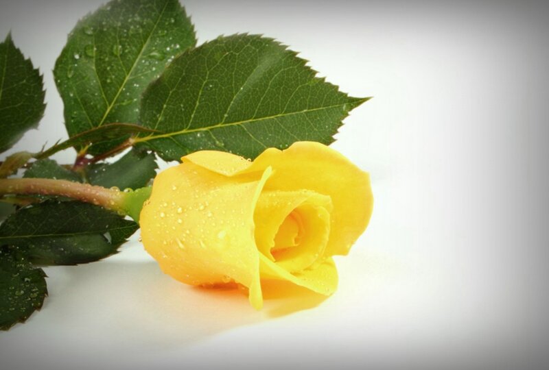 Yellow Rose with Dew — Calm, Photograph, Leaf