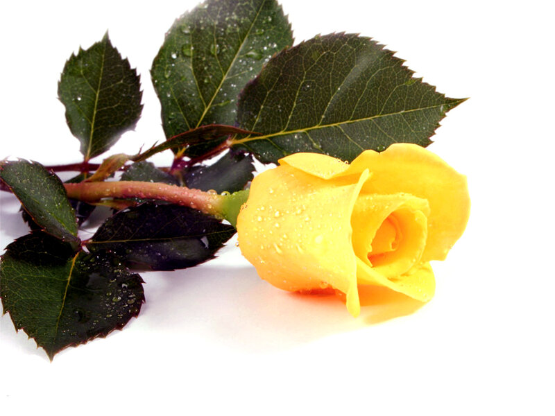 Yellow Rose with Dew — Calm, Photograph, Leaves