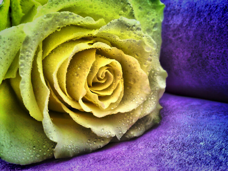 Yellow Rose with Dew — Calm, Photograph