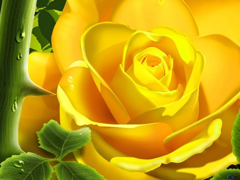 Yellow Rose with Dew — Calm