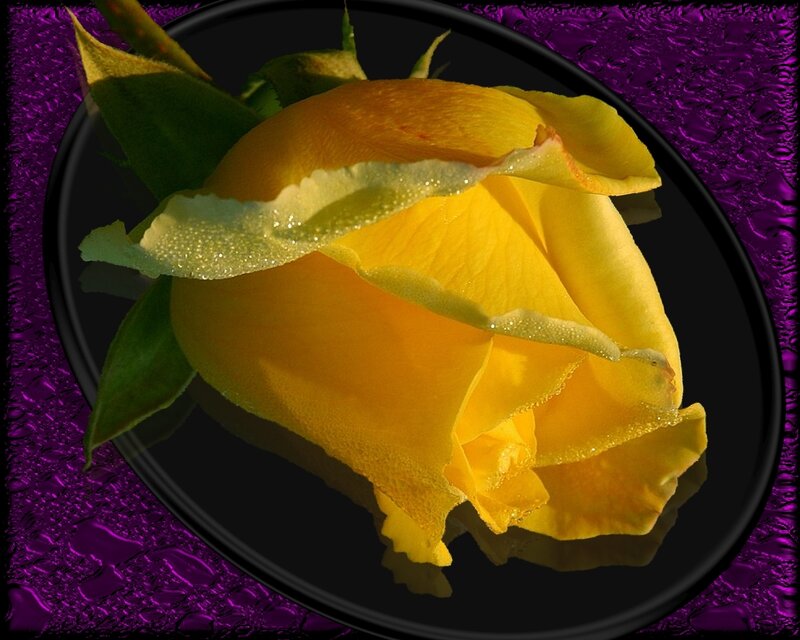 Yellow Rose with Dew — Dramatic, Photograph
