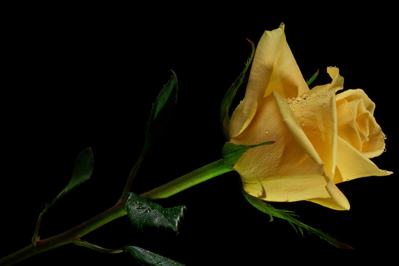 Yellow Rose with Dew — Dramatic