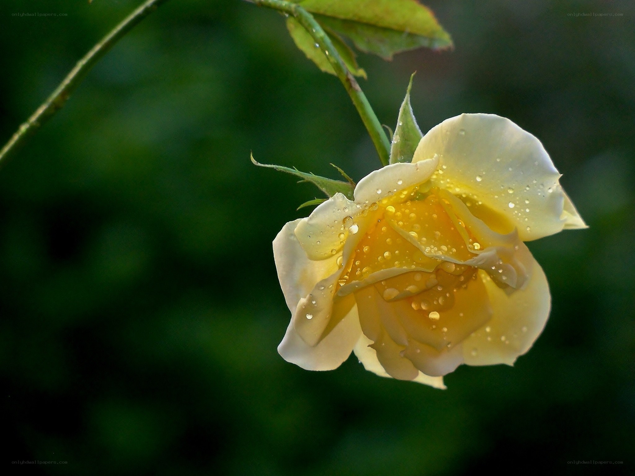 Yellow rose with dew drops