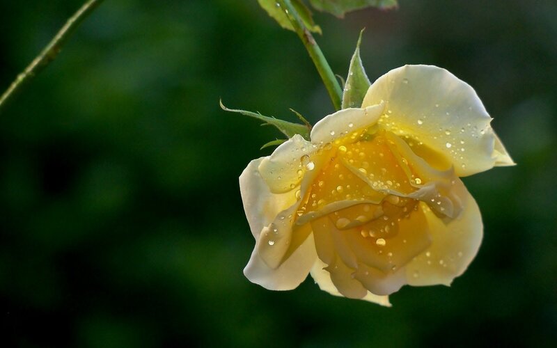 yellow rose with dew drops