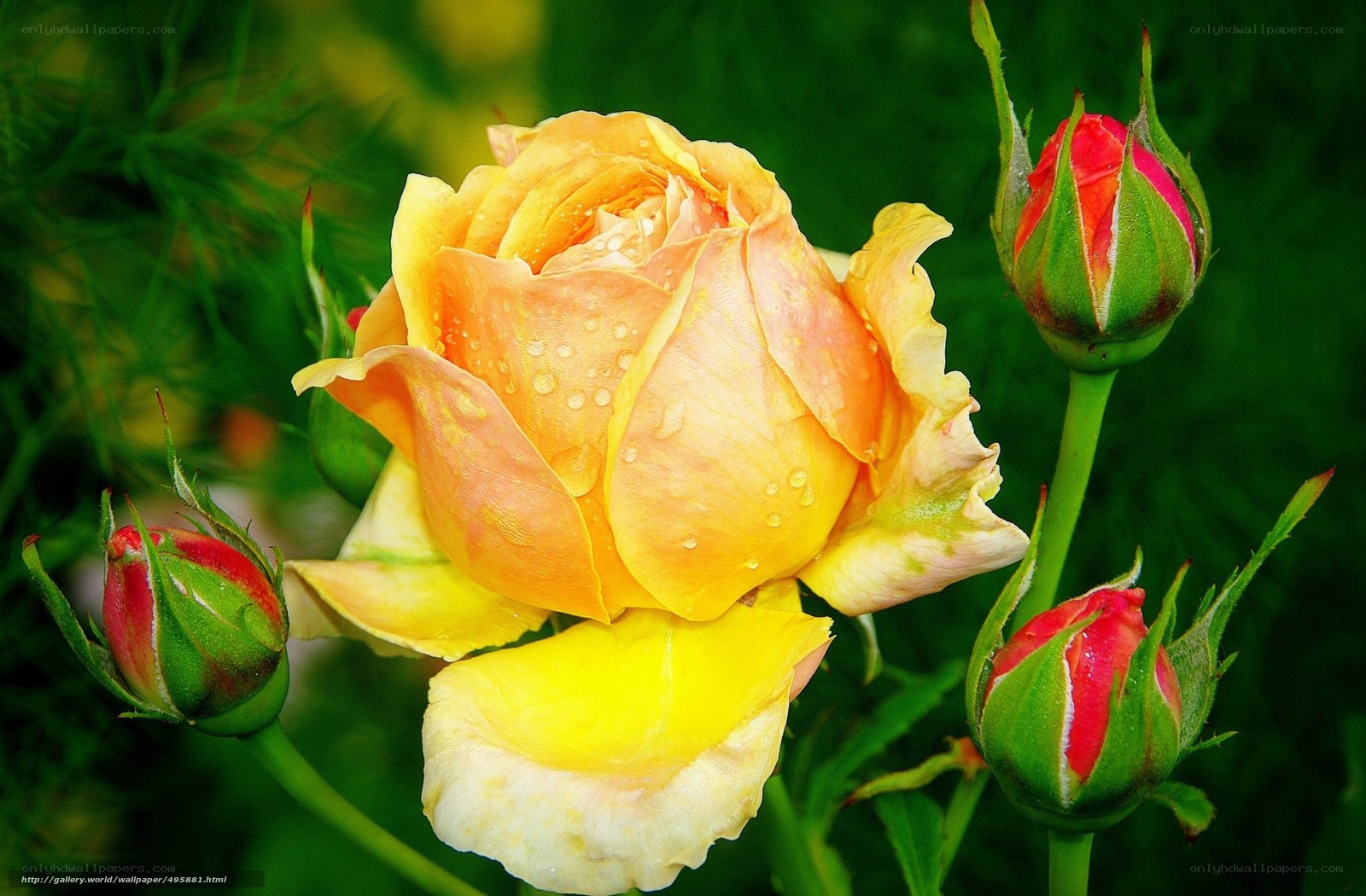 Yellow rose with dew drops