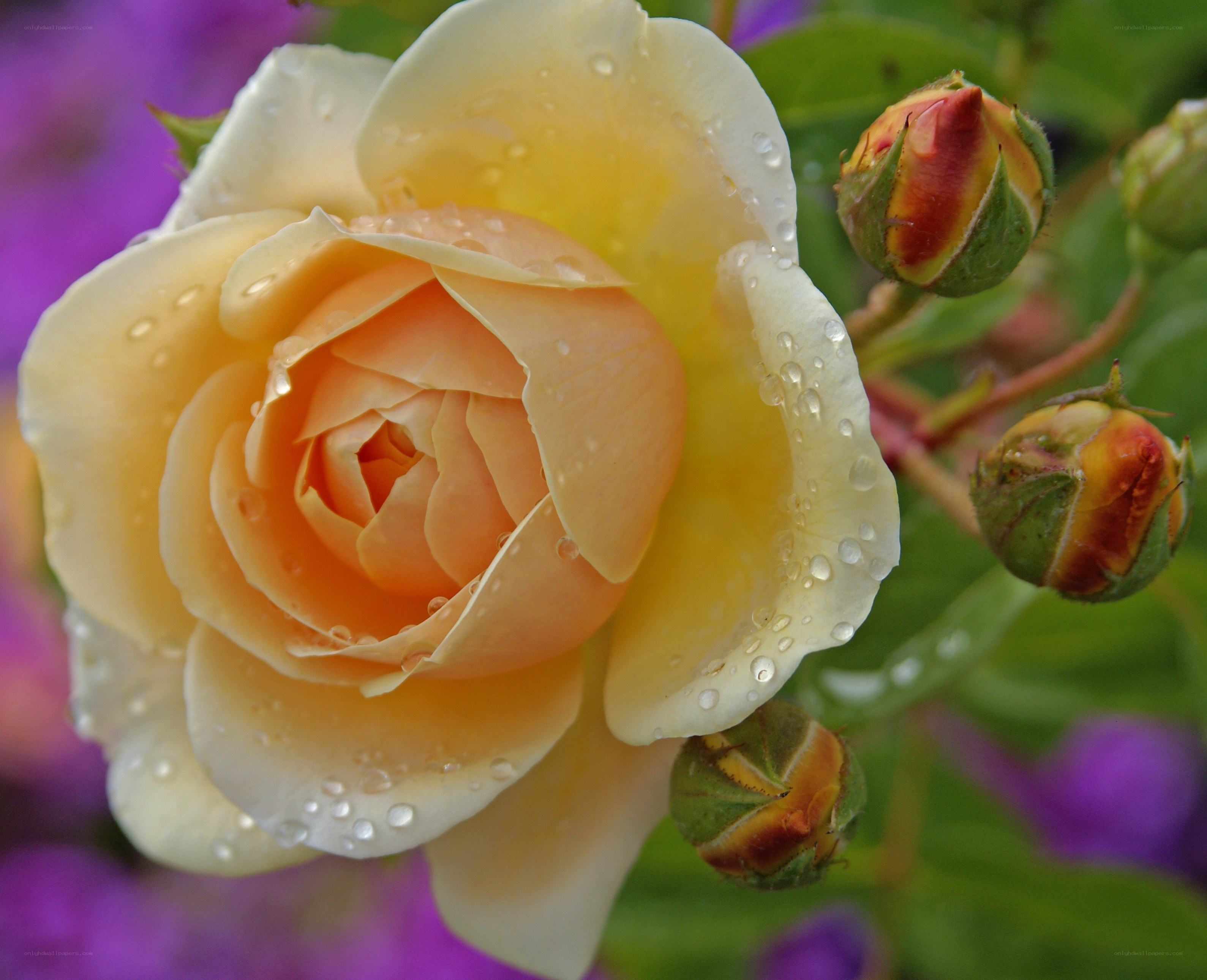 yellow rose with dew drops