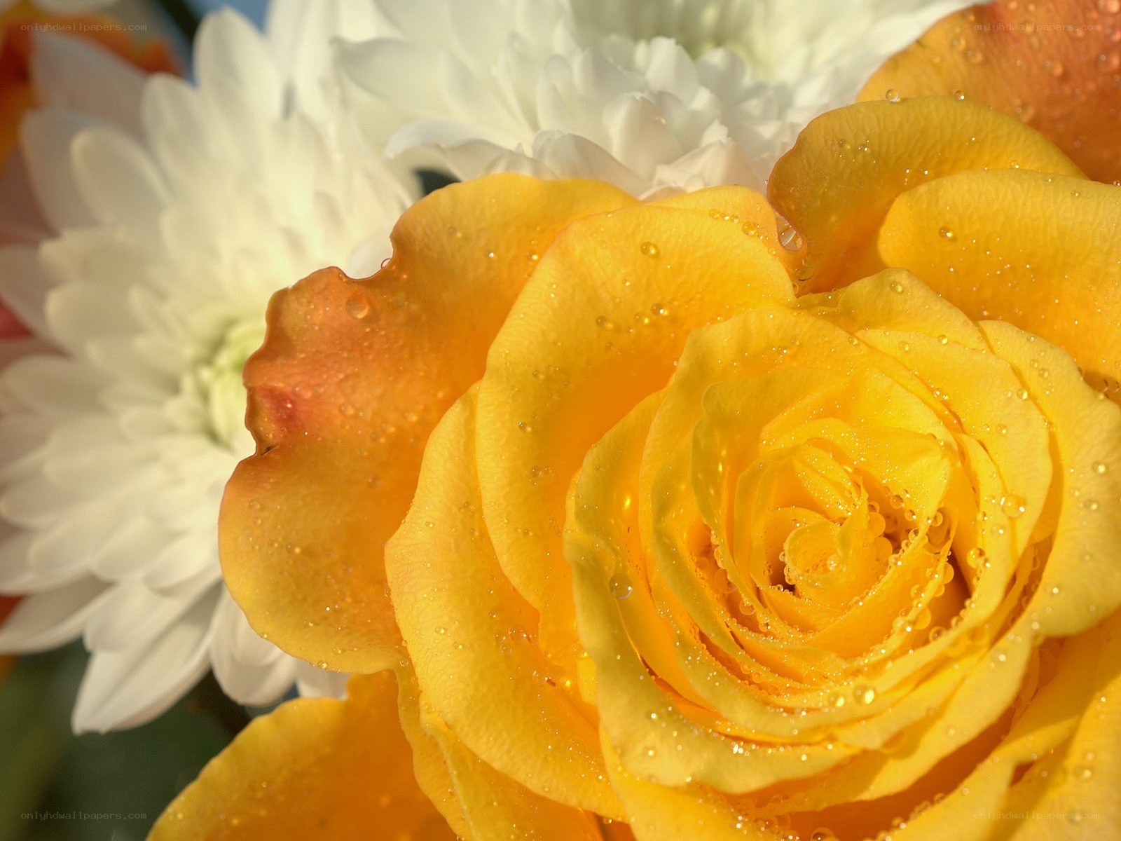 Yellow rose with dew drops