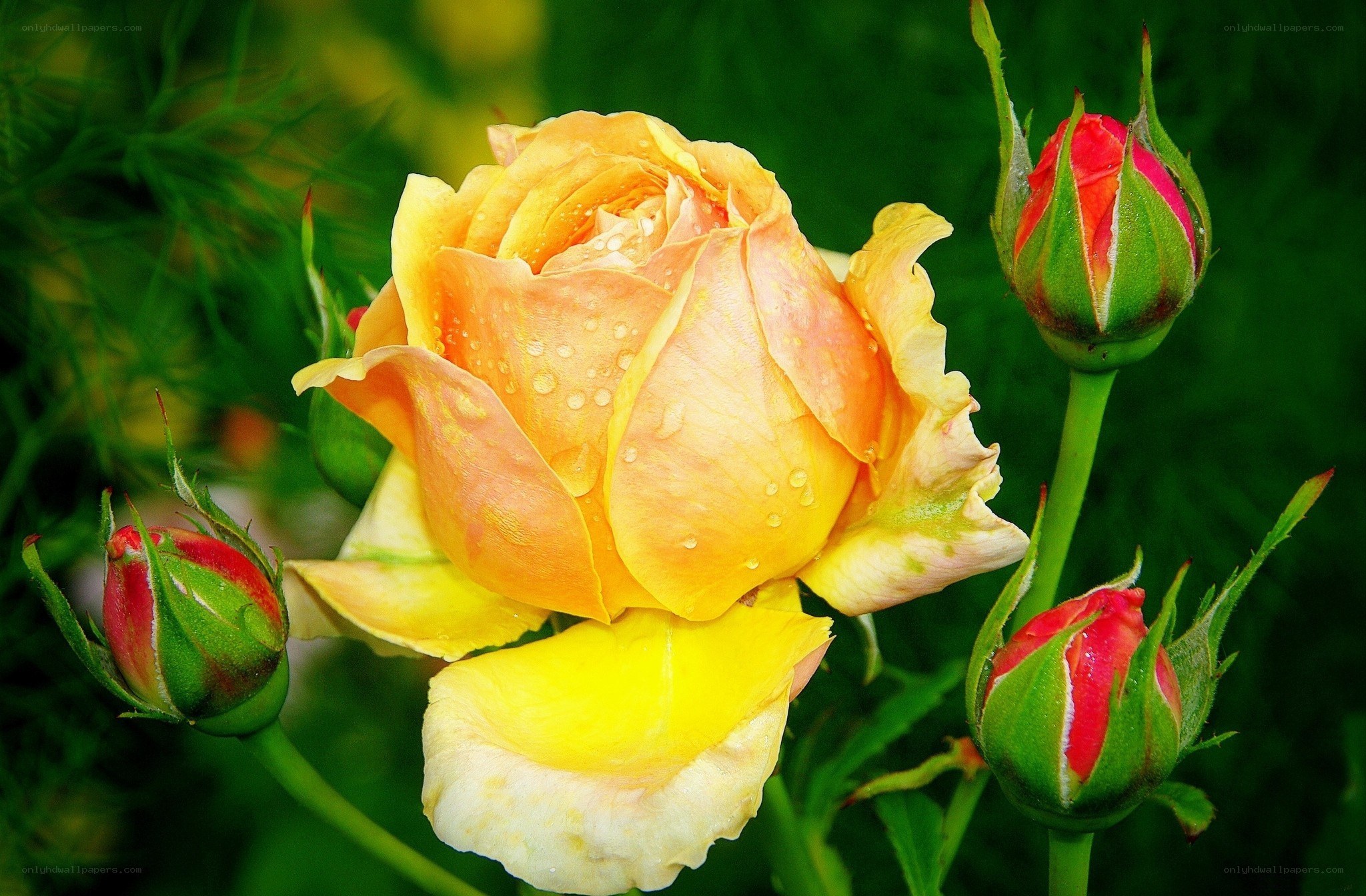 Yellow rose with dew drops