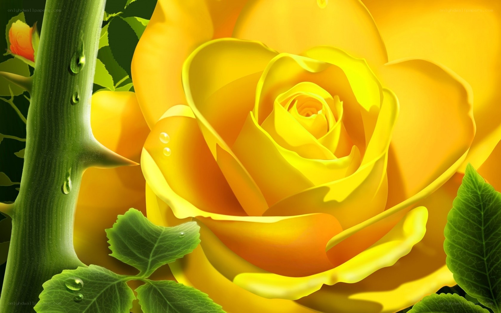 Yellow rose with dew drops
