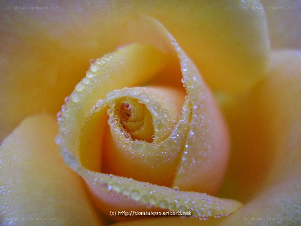 Yellow rose with dew drops