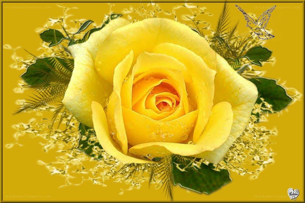 Yellow rose with dew drops