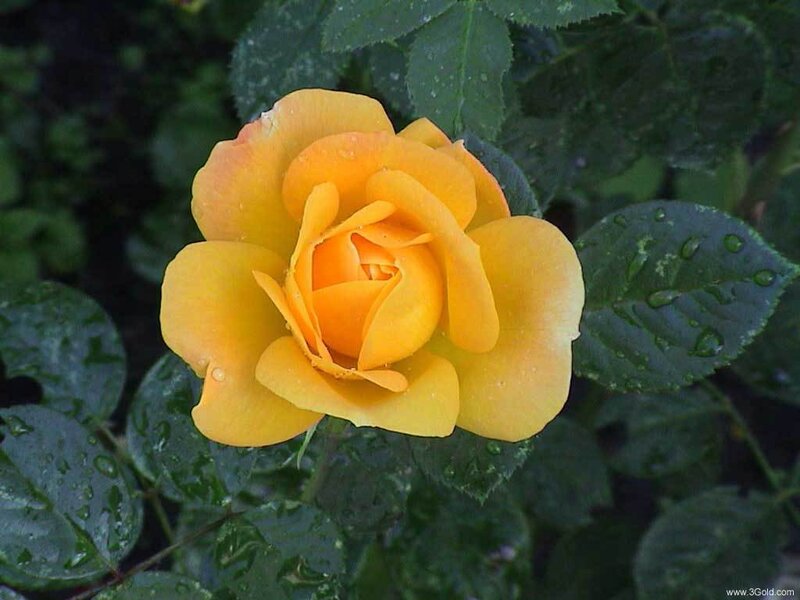 yellow rose with dew drops