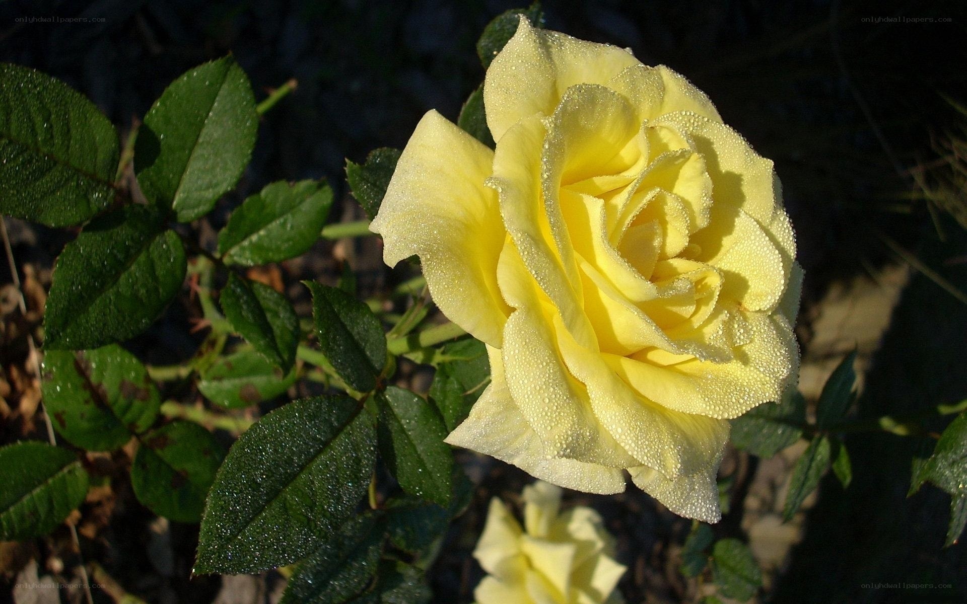 Yellow rose with dew drops