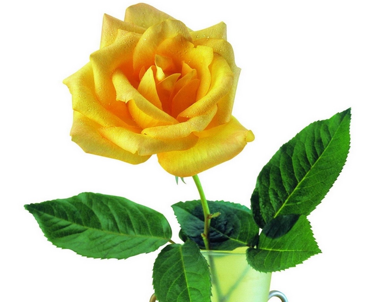 yellow rose with dew drops
